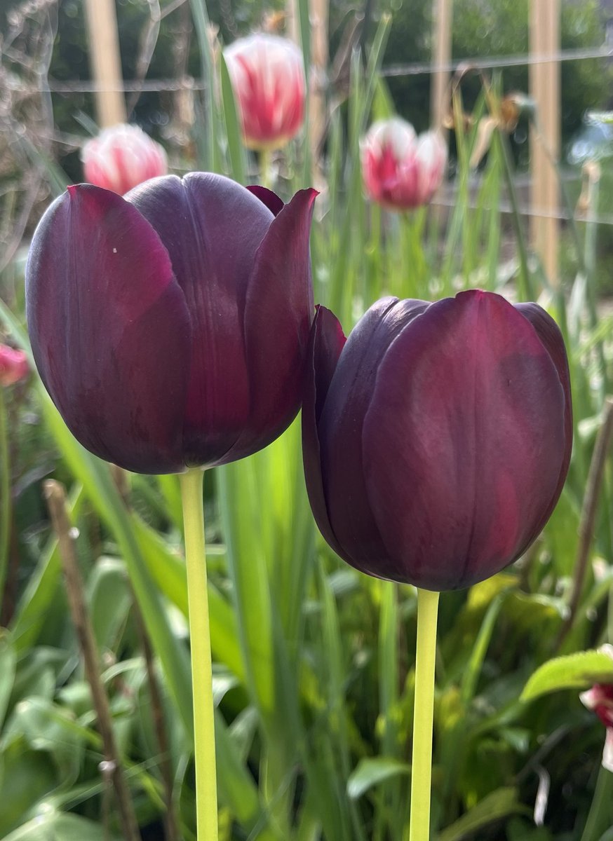 Even if they could understand my language, I would still fall short of words to describe their beauty. Delicate alliums and tulips basking in the gentle sun on Saturday morning