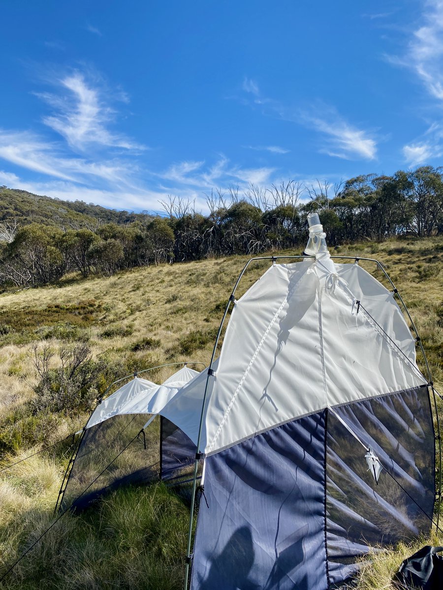 muhbilal_1's tweet photo. Biodiversity 🦋 across grassland and woodland, for DNA sequencing and barcoding. How evolutionary genetics and ecosystem responses are shaped by climate change…
#InsectEcology #DNAbarcoding #BiodiversityResearch #Climate #Biodiversity #Australia 
@scienceANU @ourANU @ANUmedia https://t.co/2JfdI0a01t