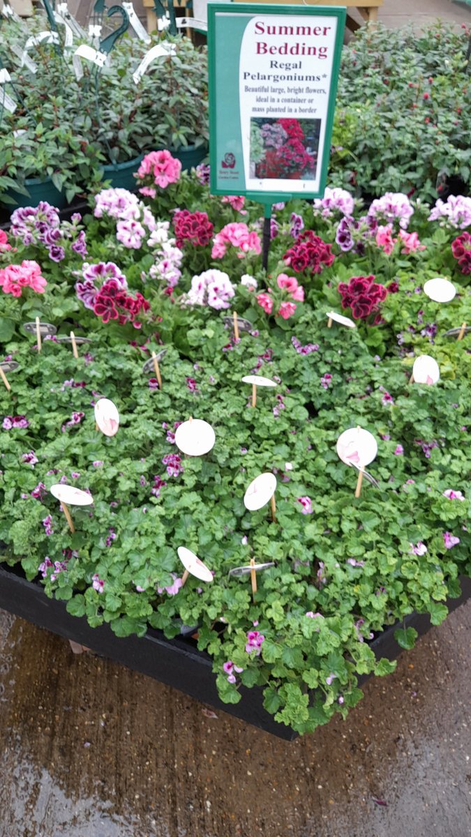 Hot Summer Colour - we've some fantastic plants for summer colour. Check out our fully stocked and extensive range of summer bedding 🏵🌺