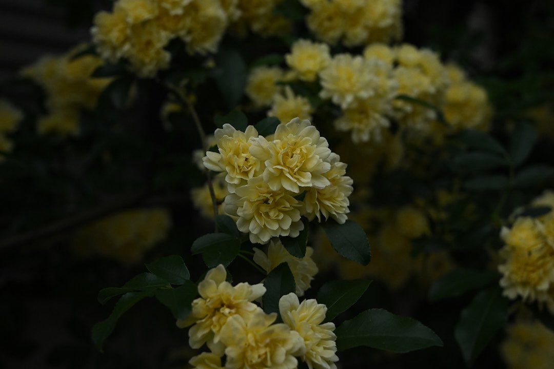 takiskkk's tweet photo. #Z5II で撮って出し。スタンダードの色味は好みで良い感じ https://t.co/jzBgJfkDnO