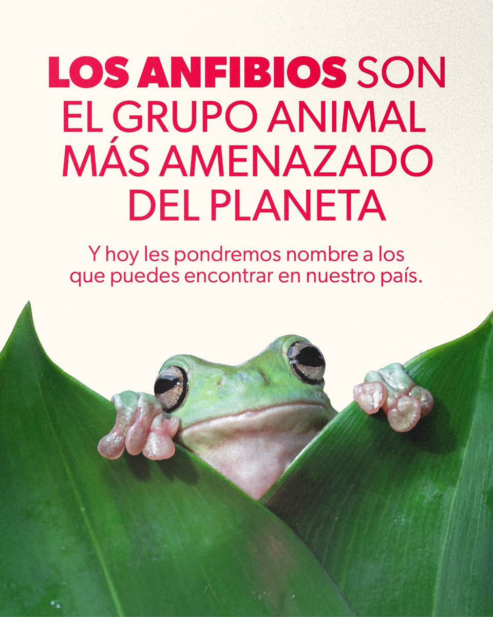 🐸 Hoy es el #DíaDeLosAnfibios, el grupo animal más amenazado del planeta

En Montejo de la Vega trabajamos para mejorar la vida de ranas, sapos y tritones

Con el apoyo de WWF USA y el Wildlife Adaptation Innovation Fund:
→ Tapamos sifones para convertir trampas en refugios
→