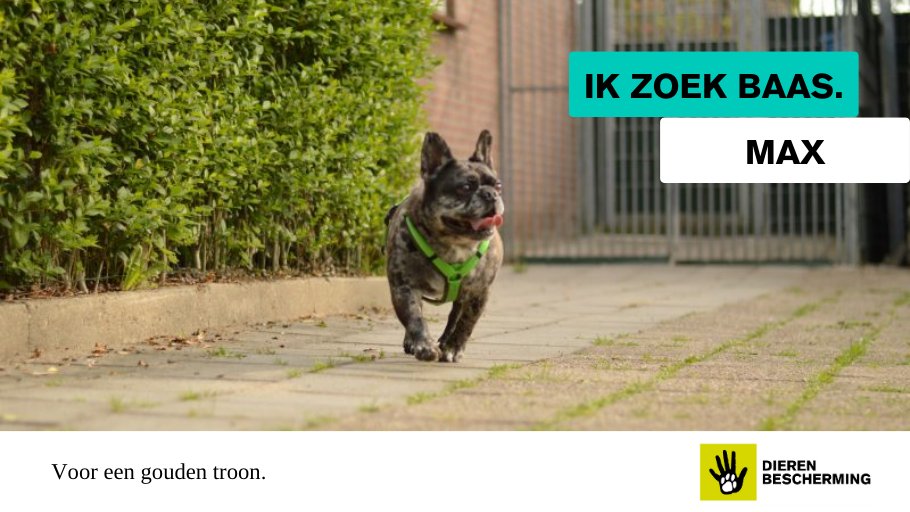 #ikzoekbaas We plaatsen Max het liefst als een #koning 👑 in een rustig huishouden, want andere dieren en kinderen vindt hij best spannend. Ook heeft hij een sterk eigen willetje en is sturing nodig. We zoeken daarom een #baasje met ervaring. Ben jij dat? bit.ly/4cSzjaC