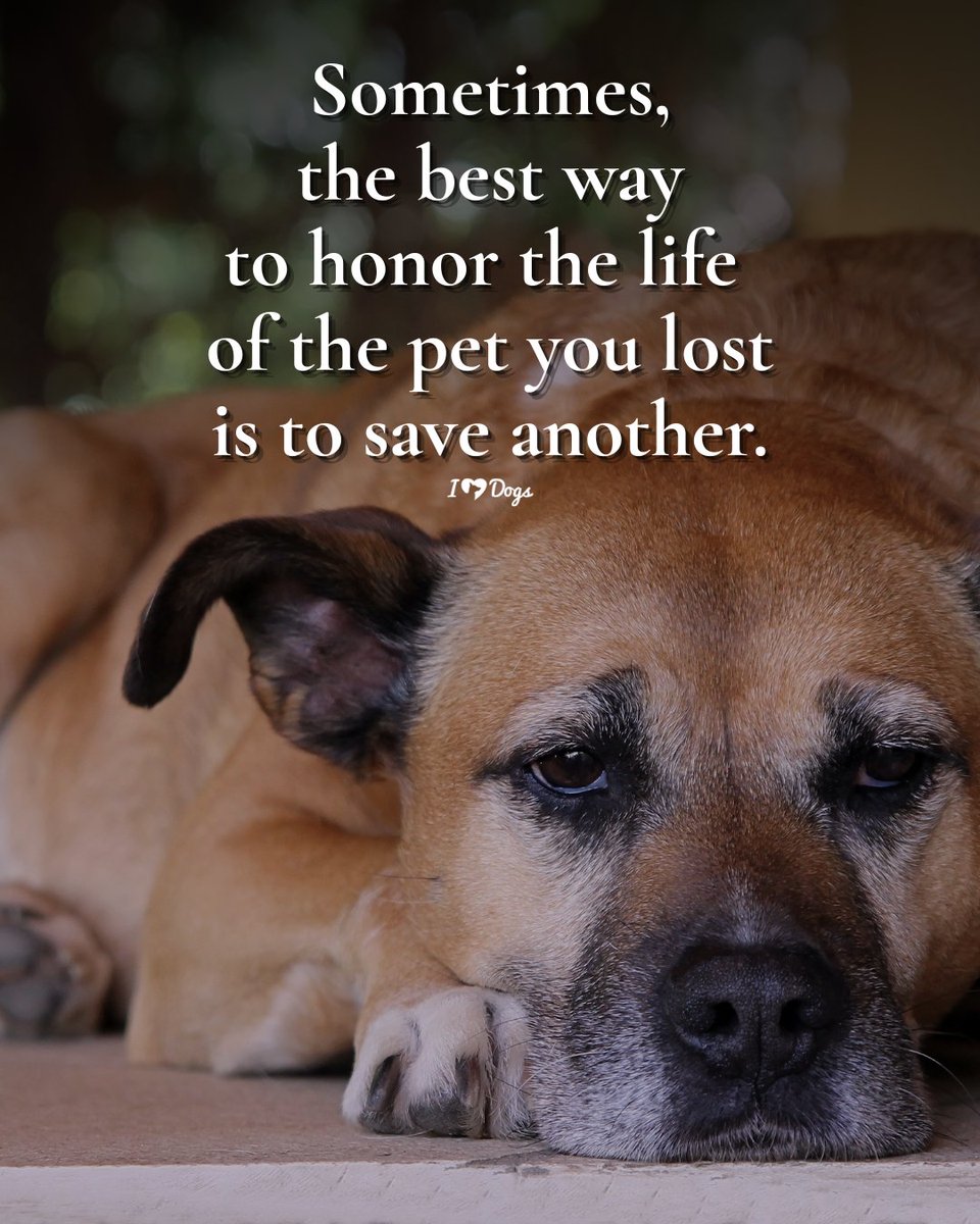 iHeartDogs_com's tweet photo. https://t.co/oG6KJxdB8R