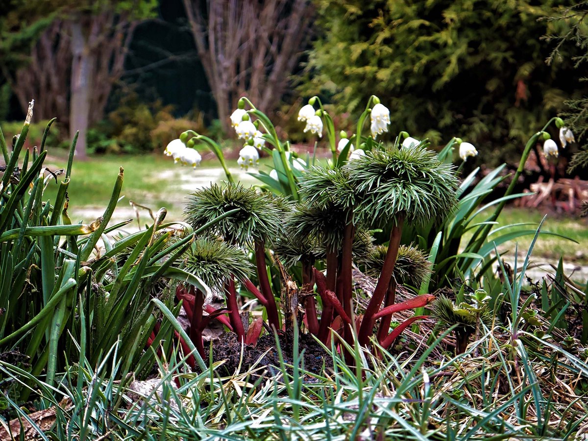 PEKHTography's tweet image. Paeonia and Leucojum, harbingers of spring, remind us that &apos;April hath put a spirit of youth in everything.&apos;
#Paeonia #Fernleaf #Peony #Leucojum #Spring #Snowflake #Blooms #Nature #Garden #White #Red #Flowers #Season #Growth #Botany #Elegance #Blossom #Petals #Fresh