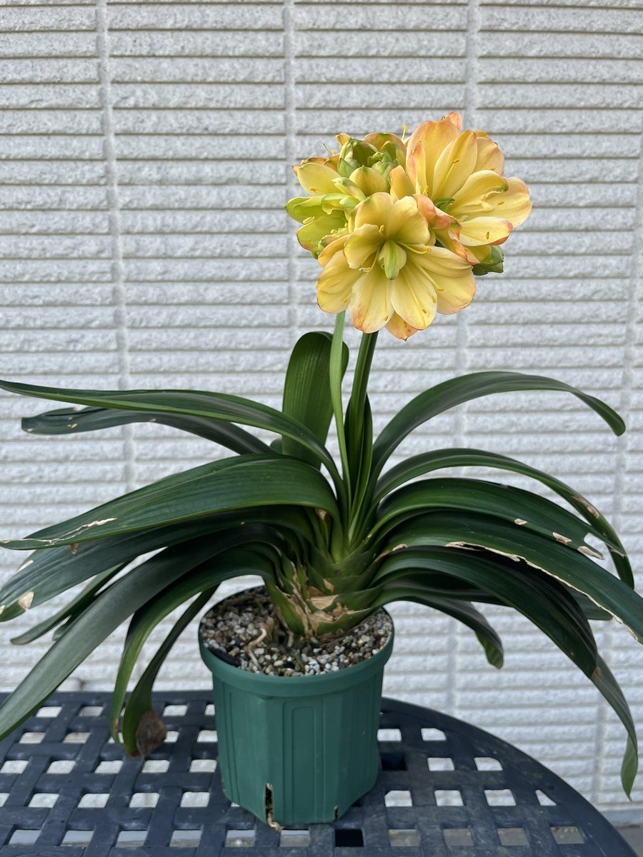 君子蘭（緑花）実生 君子蘭（緑花）実生