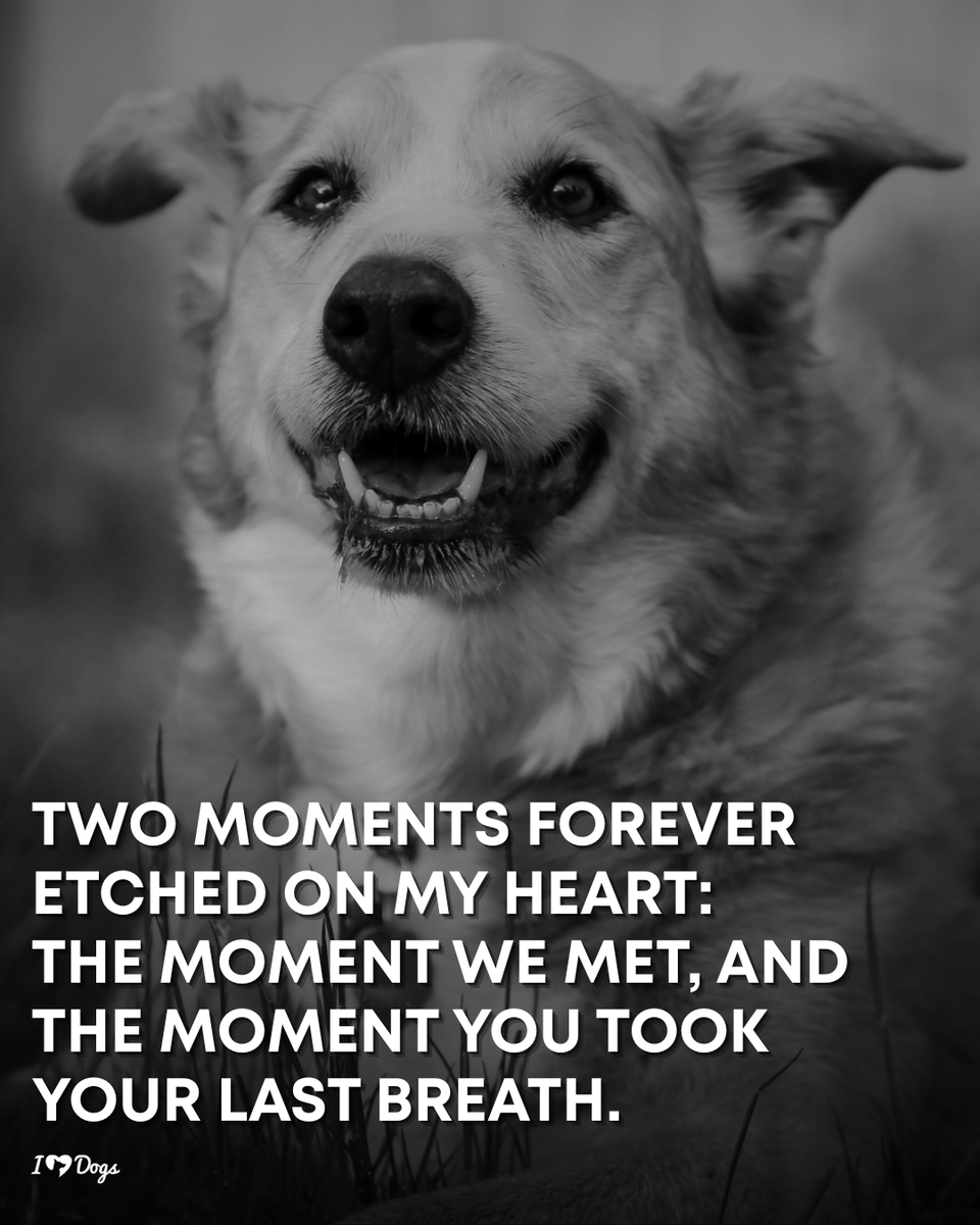 iHeartDogs_com's tweet photo. https://t.co/cz4Ix8tBLA