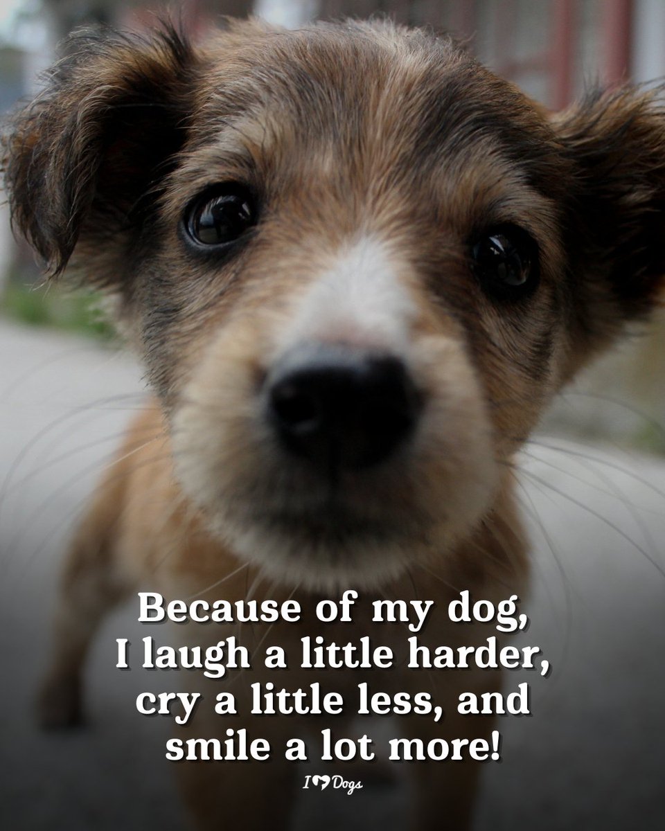 iHeartDogs_com's tweet photo. https://t.co/HNbVzf65z7