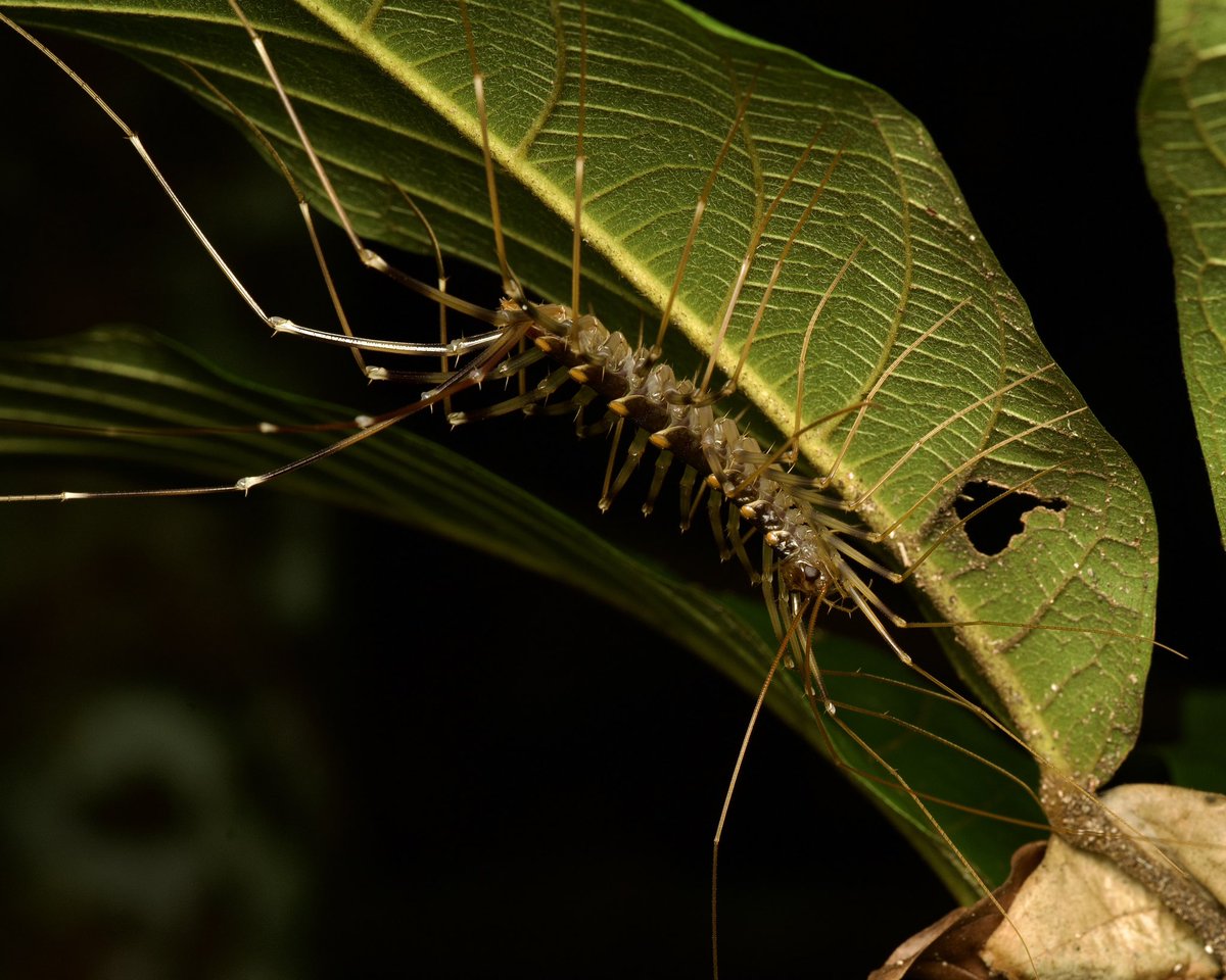 incidental naturalist (@incnaturalist) on Twitter photo A House centipede actually standing still. I’m thankful I don’t have these in my house. A House centipede actually standing still. I’m thankful I don’t have these in my house.