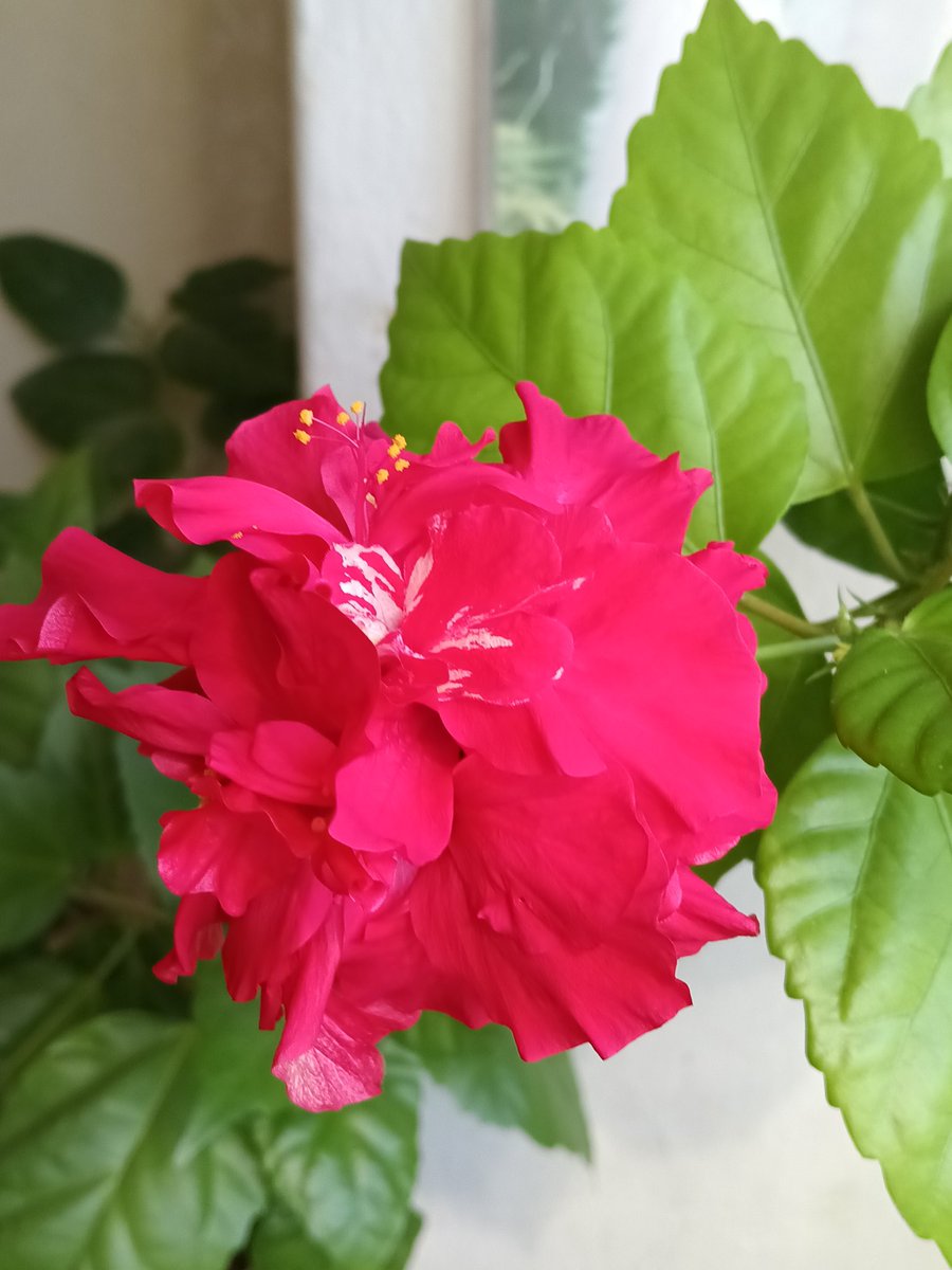 JanaSusicka's tweet photo. @EdaHamet Krásně mi ráno rozkvetl malý květ ibišku, vevnitř bíle žíhaný. 🌺👍 https://t.co/r3i3jsHCej