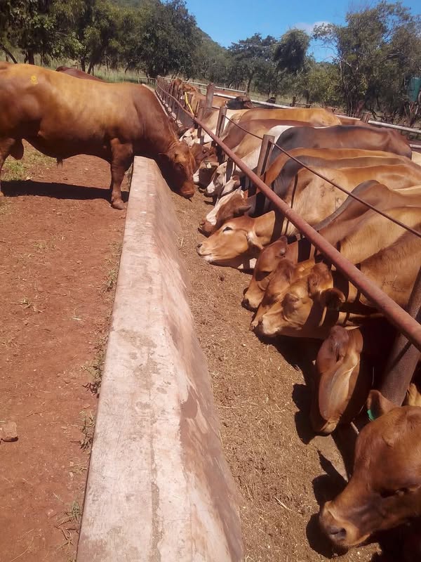 🐄 The cattle fattening business is very PROFITABLE, but some bad practices can prevent success.

In this thread, we’ll talk about common mistakes farmers should avoid to ensure a successful business.

𝐀 𝐓𝐇𝐑𝐄𝐀𝐃