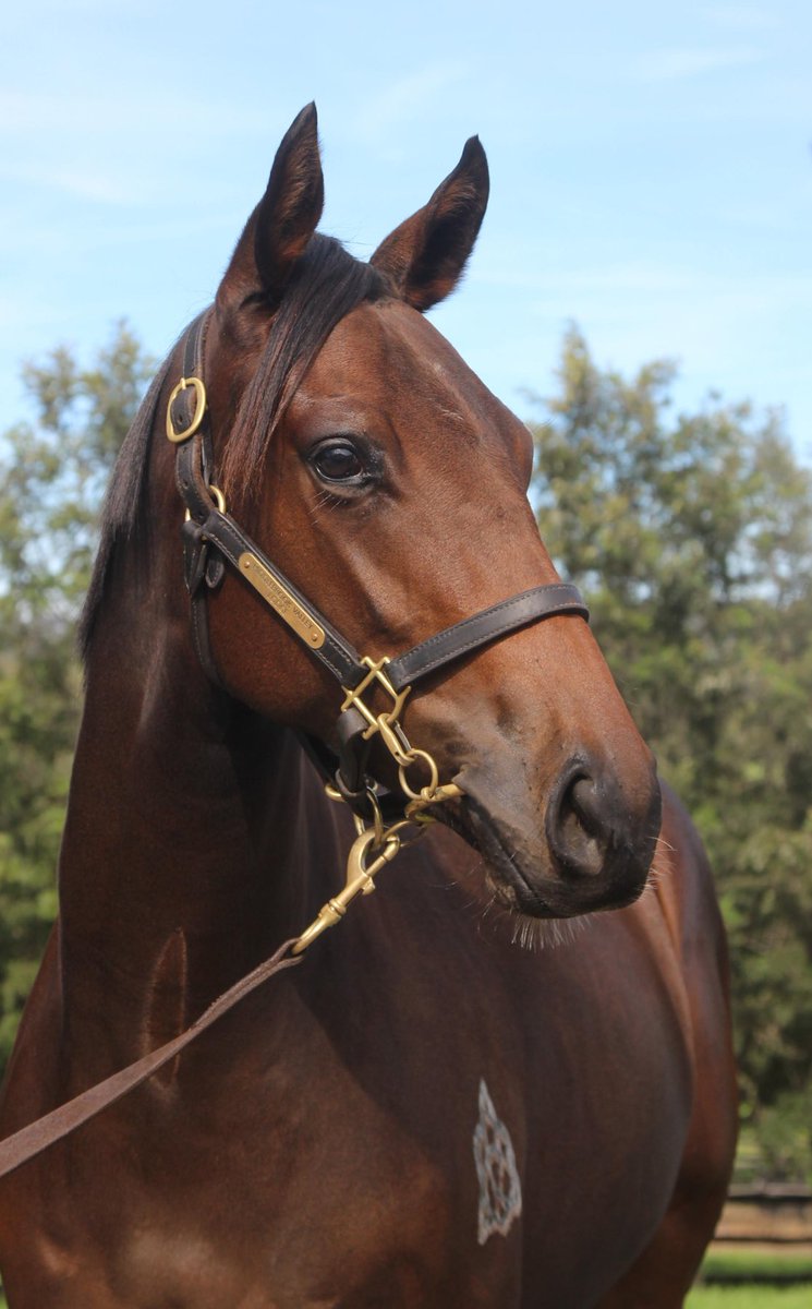Our first offering tomorrow <a href="/inglis_sales/">Inglis</a> HTBA Sale, is Lot 137, a filly by <a href="/NewgateFarm/">Newgate</a> sire of the moment, COSMIC FORCE ☄️

A lovely 1st foal out of a mare by Maurice, be sure to get down to Barn I and inspect her early tomorrow morning! 🐎