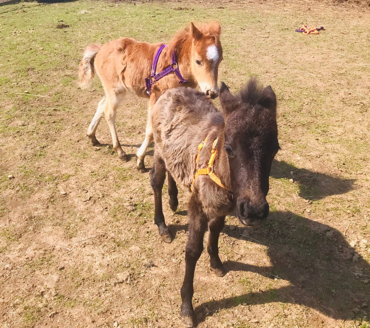 An update from Jackie Williams on Rosie &amp; May. Thank you everyone for your support