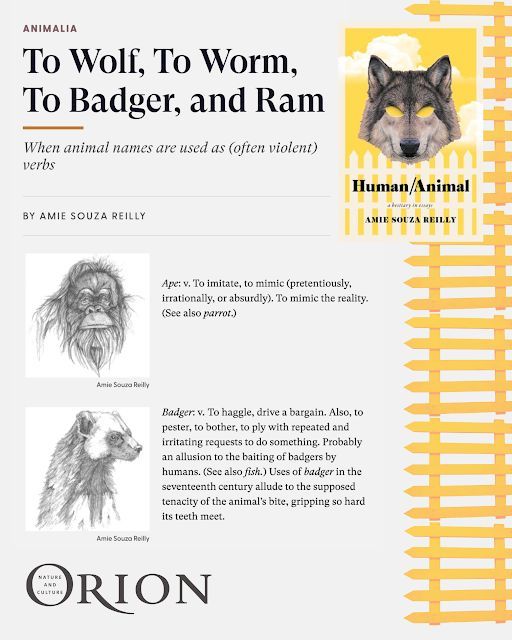 Pine State Publicity (@pinestatepub) on Twitter photo New excerpt from AMIE SOUZA REILLY's Human/Animal in <a href="/orion_magazine/">Orion Magazine</a>
orionmagazine.org/article/to-wol… New excerpt from AMIE SOUZA REILLY's Human/Animal in <a href="/orion_magazine/">Orion Magazine</a>
orionmagazine.org/article/to-wol…