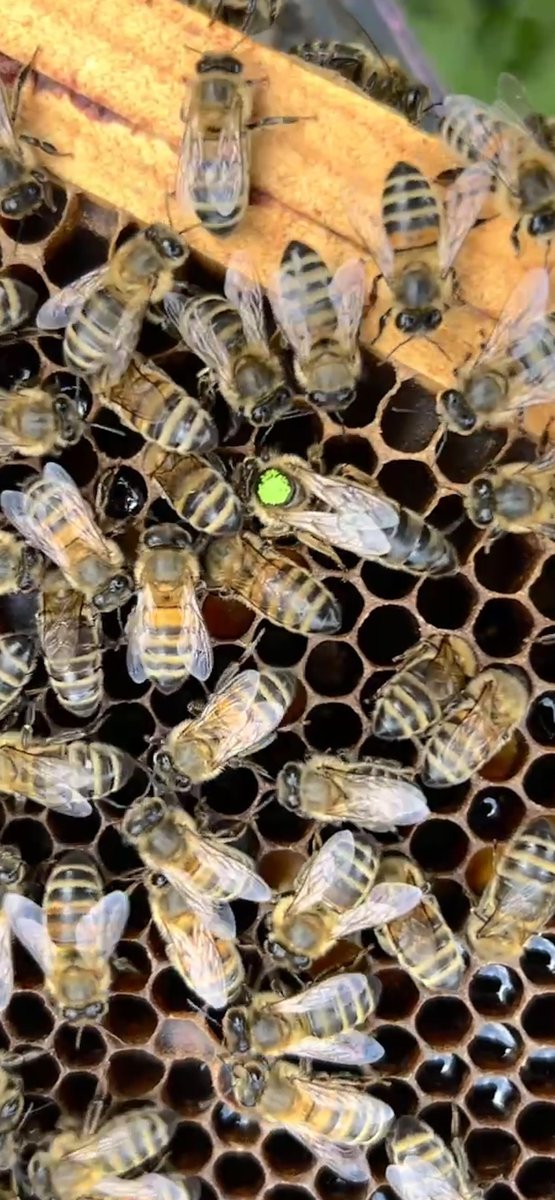 BroadsBee's tweet image. Very exciting and huge relief as today we could safely check the acceptance of our new @jolantasqueens breeder queen. Great service and advice from Jolanta and @calluna4u. Looking forward to introducing new genetics to our stock and soon having some new queens to sell!