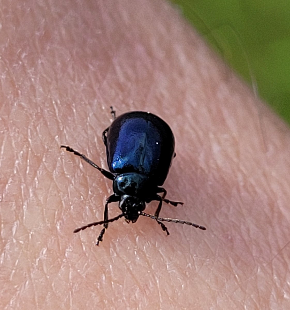 frankdeboosere's tweet photo. Een elzenhaantje als gezelschap! #obsidentify https://t.co/YFGr64HCUY