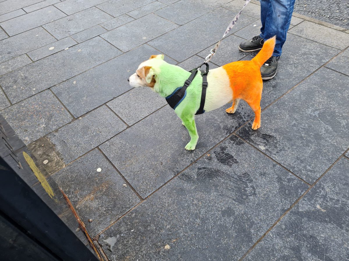KerryFail's tweet photo. We’ve won the league again! 

Few funny looks around Paisley walking my dog 😂😂😂 https://t.co/FQiZHWItAS