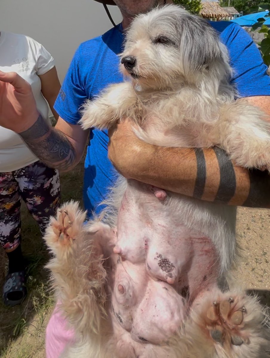 She came in yesterday from the streets where she had been raising her puppies alone. 

Things are already starting to look much better for Selena and her little family… (1/6) 🧵