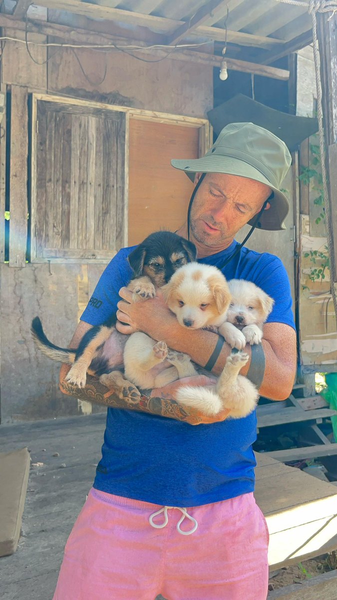 NiallHarbison's tweet photo. She came in yesterday from the streets where she had been raising her puppies alone. 

Things are already starting to look much better for Selena and her little family… (1/6) 🧵 https://t.co/PrQl0sPKXX