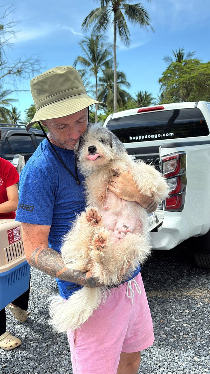 NiallHarbison's tweet image. Most of all I’m looking forward to mum Selena just being able to be a puppy herself soon. 

The weight of the world is slowly coming off her shoulders. 

The hardest part of her life is over. All fun and love from here on in (6/6)