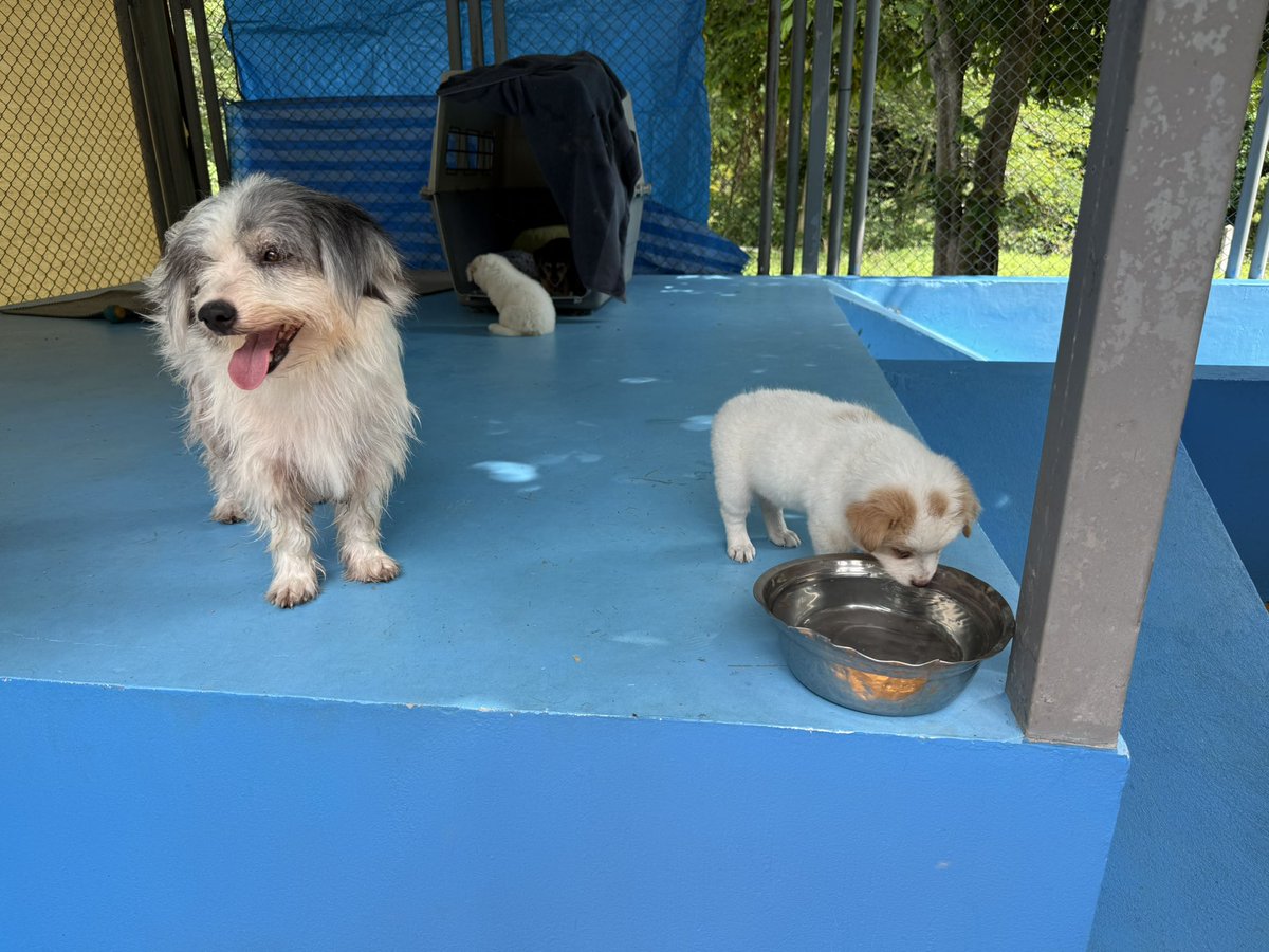 NiallHarbison's tweet image. Most of all I’m looking forward to mum Selena just being able to be a puppy herself soon. 

The weight of the world is slowly coming off her shoulders. 

The hardest part of her life is over. All fun and love from here on in (6/6)