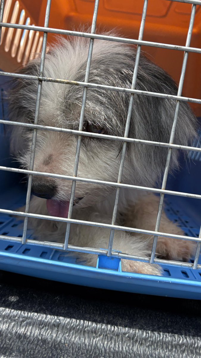 NiallHarbison's tweet image. Most of all I’m looking forward to mum Selena just being able to be a puppy herself soon. 

The weight of the world is slowly coming off her shoulders. 

The hardest part of her life is over. All fun and love from here on in (6/6)