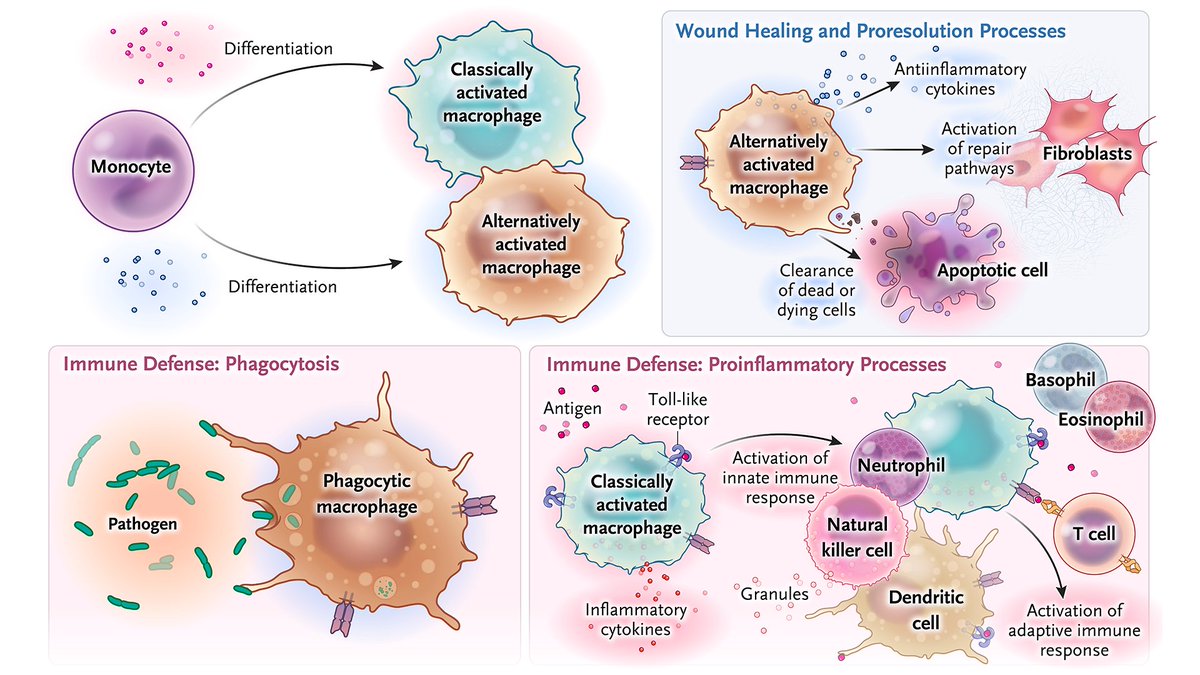 A 𝐦𝐚𝐜𝐫𝐨𝐩𝐡𝐚𝐠𝐞 is a type of immune cell that plays a crucial role in the immune system by digesting cellular debris and pathogens. Macrophages originate from monocytes in the blood and confer innate immunity, which is typically the body’s first line of defense against