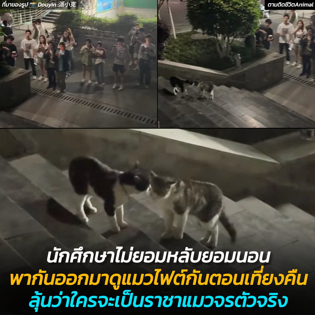 ตามติดชีวิตAnimal tweet media