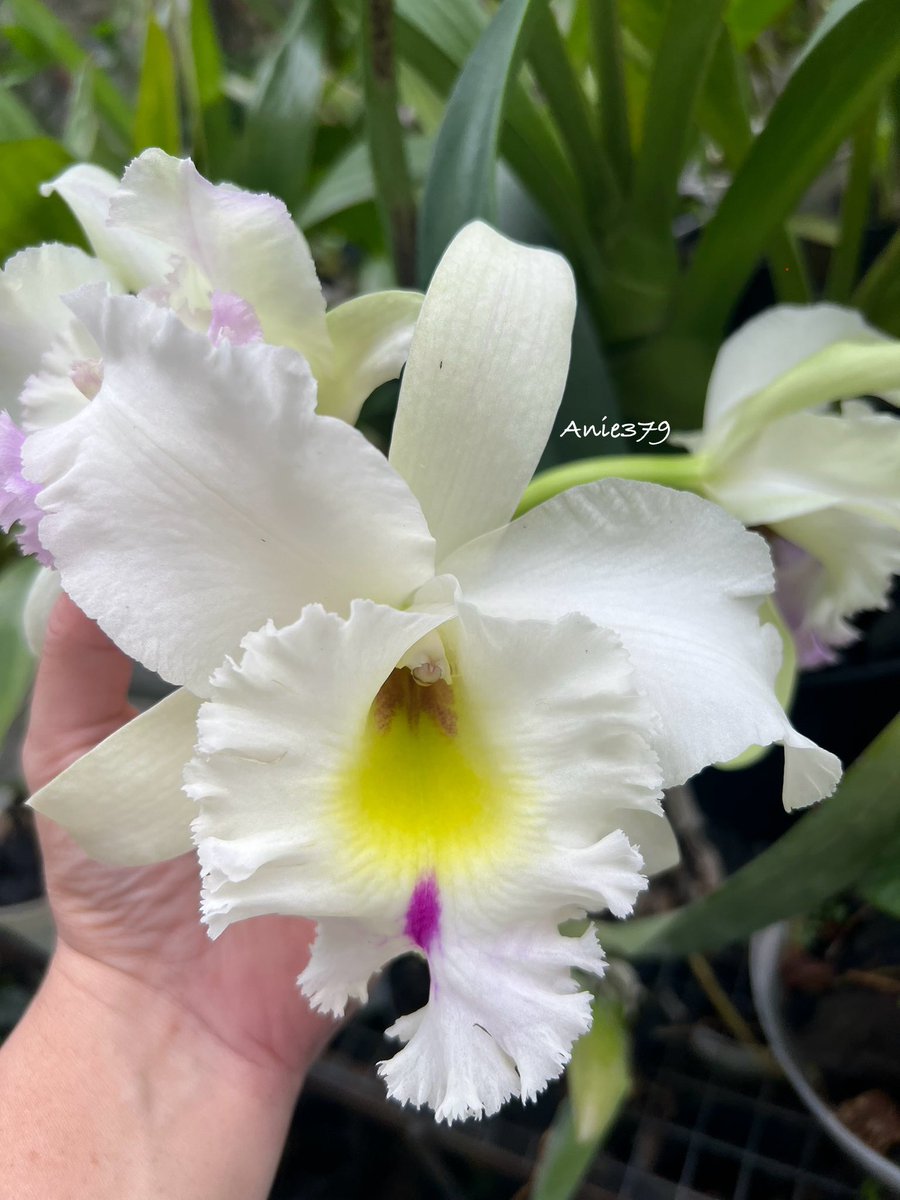 anie_379's tweet photo. No ID gorgeous catleya. The flowers are big and had a soft scent 😍😍😍 #orchids #orchidslovers #catleya https://t.co/uNQVxHob0t