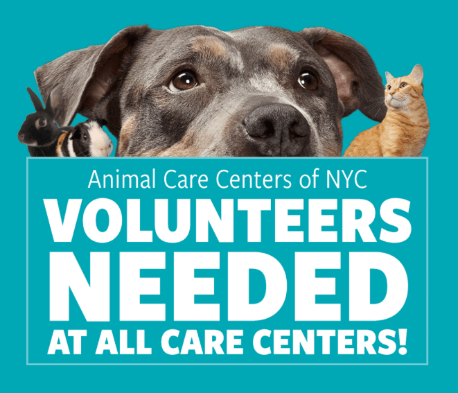 NMBewitched's tweet image. #NationalVolunteerAppreciationWeek 

#AnimalLovers  
Social media is sucking your energy 
Developing a few spring rolls around your middle 
Do I have the cure! 

#MACC #NYCACC needs dog walkers w/ experience
These pups I love need your help

Info
nycacc.org/volunteer/#ny-…
Tysvm🙌