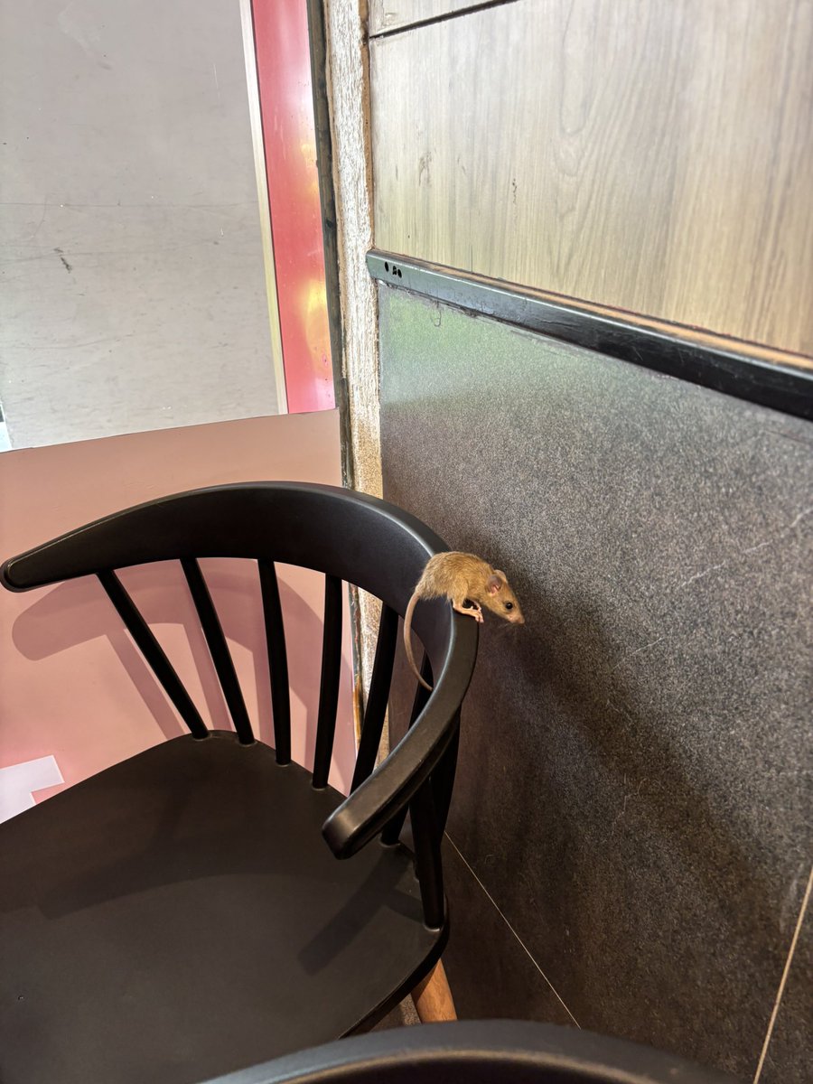 Sumitadutta13's tweet photo. KFC special
•Fries
•Chicken
•Rats
Came for chicken, stayed for the rats- At KFC, it’s not just the chicken that’s crispy — the rats are too.
Rats at KFC CC 1, Salt Lake
@kfc @KFC_India
Health department where you at?
@fssaiindia @kmc_kolkata @SuvenduWB @MamataOfficial https://t.co/I8BDEREr3W