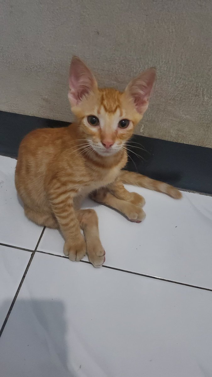LintangIq's tweet photo. dibuka free to adoption nama oyen

- usia sekitar 2 bulan
- cowo
- aktif tapi tidak agresif
- pertama kali ditemukan keadaan sekarat sedang tenggelam dalam got oli dan lumpur yang kental hingga masuk ke organ dalam https://t.co/auNiAMlzw6