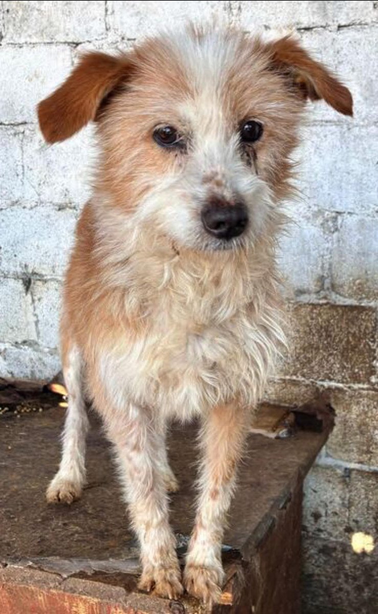 ProDogRomania tweet media