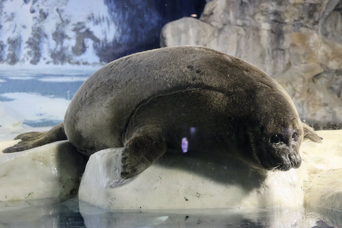 それまでだるだるしよう