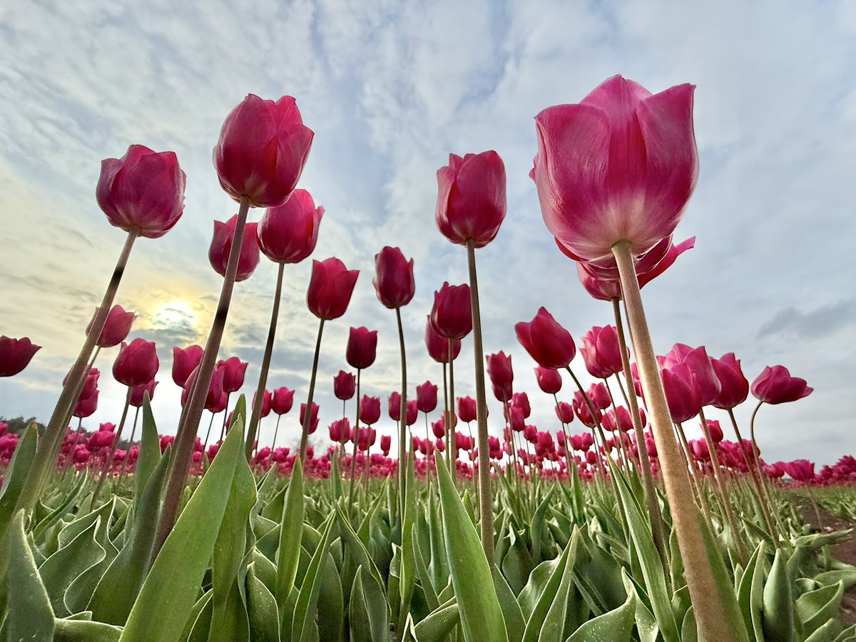 Tulips season at Kings Lynn, Norfolk 2025