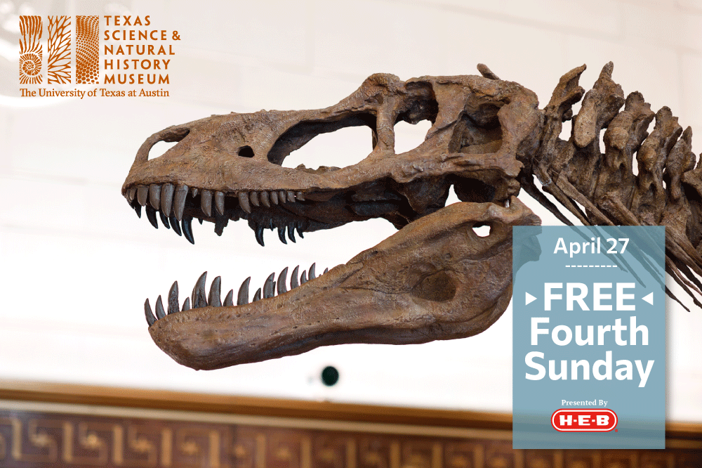 TXSciNatHisMus's tweet image. Enjoy FREE museum admission at greater Austin's only natural history museum during @HEB Free Fourth Sunday, April 27!
Find us on the @UTAustin campus at 2400 Trinity St. Plan your visit: sciencemuseum.utexas.edu
