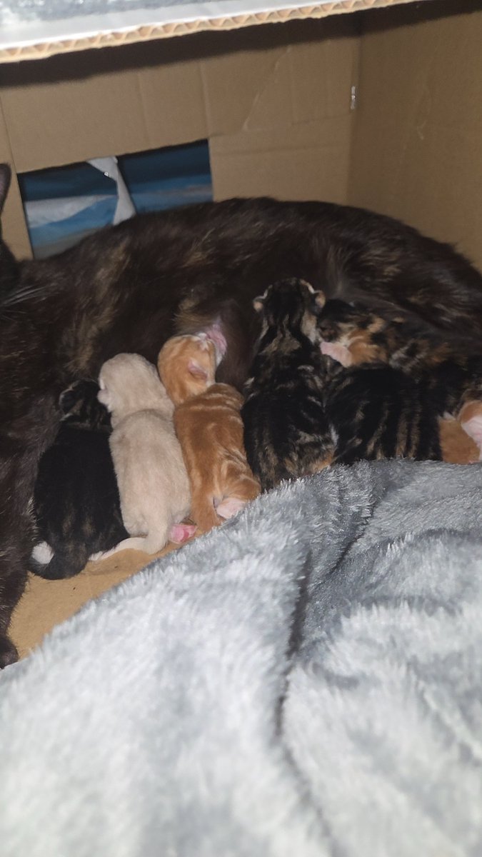 xLexiWolf's tweet photo. Raising seven kittens 😼 born just last night 🥰 https://t.co/tghHw77icB