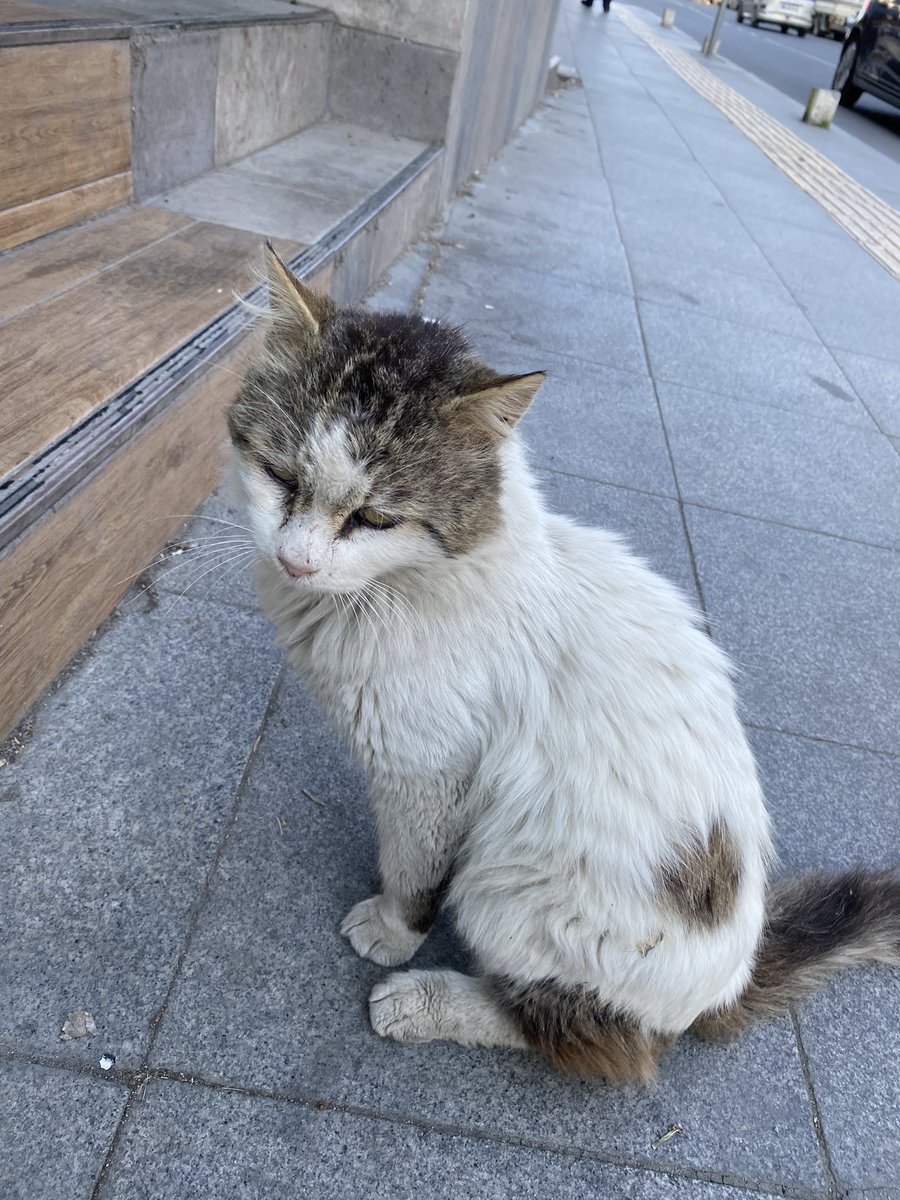 hisarüstünde 3 bacak ile yaşamaya çalışan bu kediye bir yuva bulamaz mıyız. kendine iyi bakamıyor, her gördüğümde içim gidiyor. o kadar sevgi delisi ki hemen sürtünmeye başlıyor. evde bakılsa çok güzel bir kedi olacağı kesin, engelli haliyle sokakta kalmasın lütfen. istanbul.