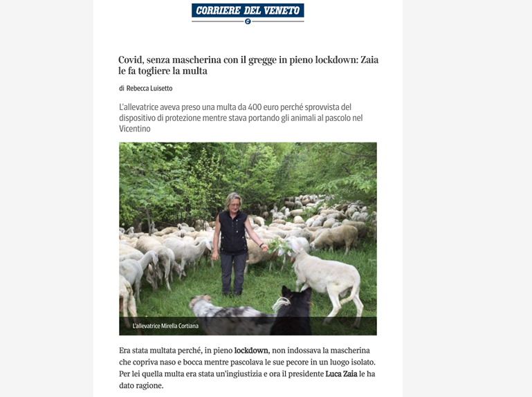 Erinni15's tweet photo. 2020 l'allevatrice Mirella Cortiana durante il #lockdown pascolava il suo gregge di pecore, fu multata perche' sebbene in un luogo isolato non indossava la mascherina #covid #covid19 #restrizionicovid #multecovid https://t.co/YPnaH02fos