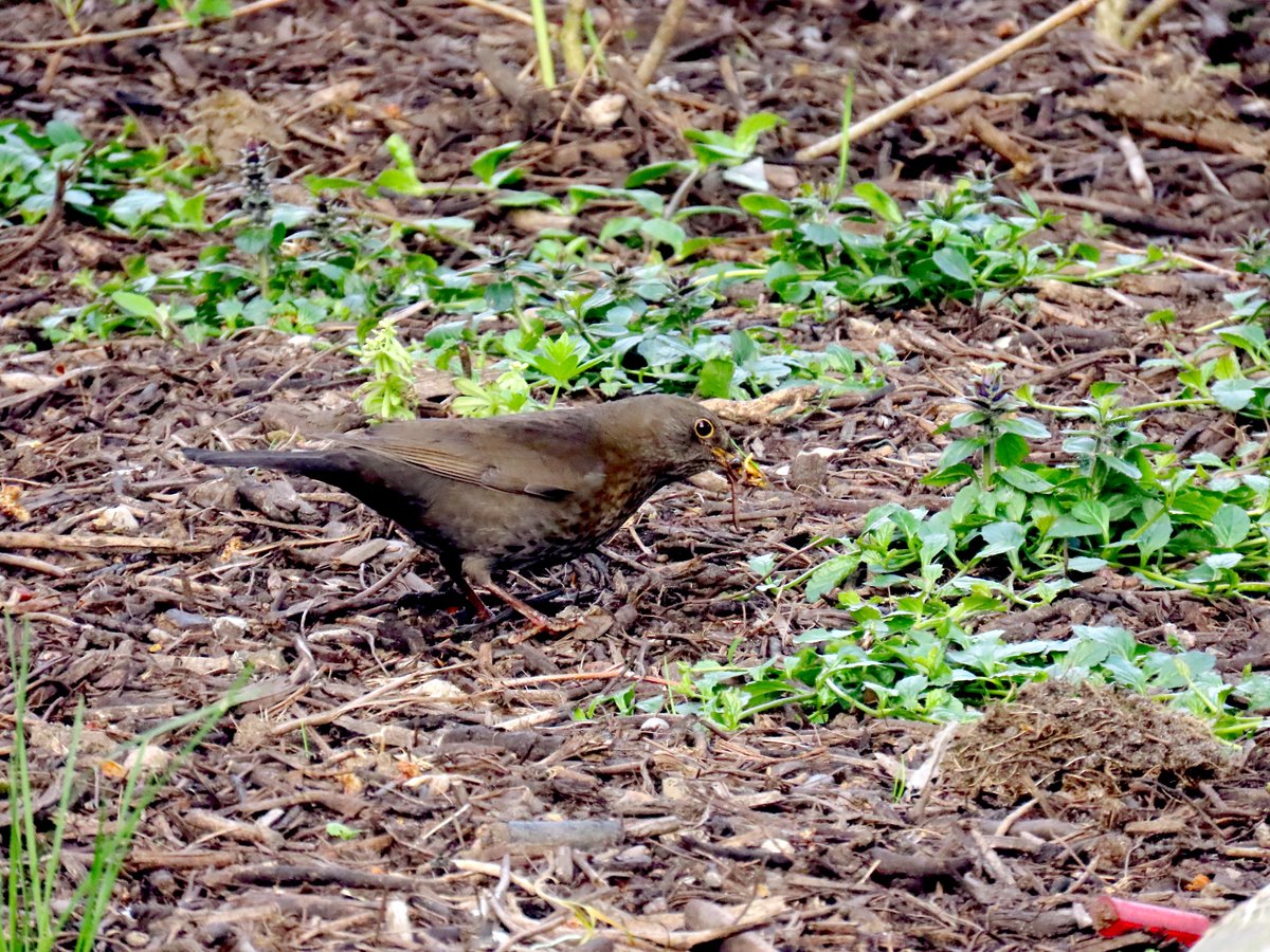 CCommijs's tweet photo. De #merels waren druk bezig met het verzamelen van voedsel 🐦 https://t.co/U94HSBfuev
