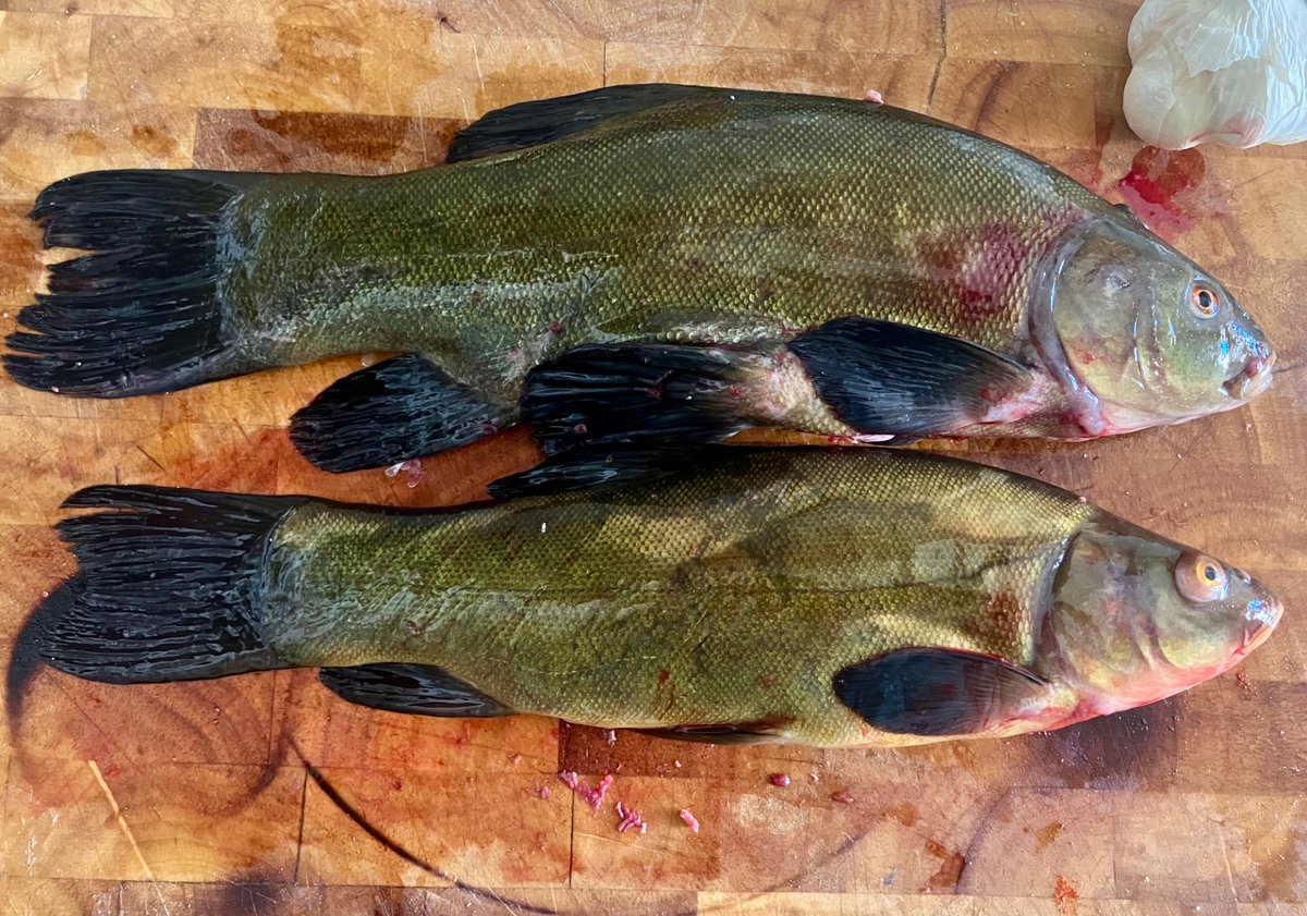 Hned po candátu nejchutnější česká ryba! Za chvilku jde do trouby!