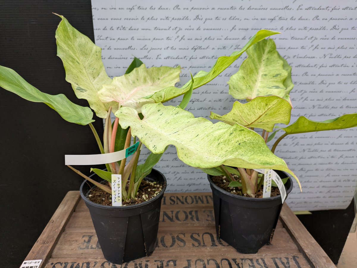 フィロデンドロン スノークイーン b23cb4a3e59027b5704a4043374eb7