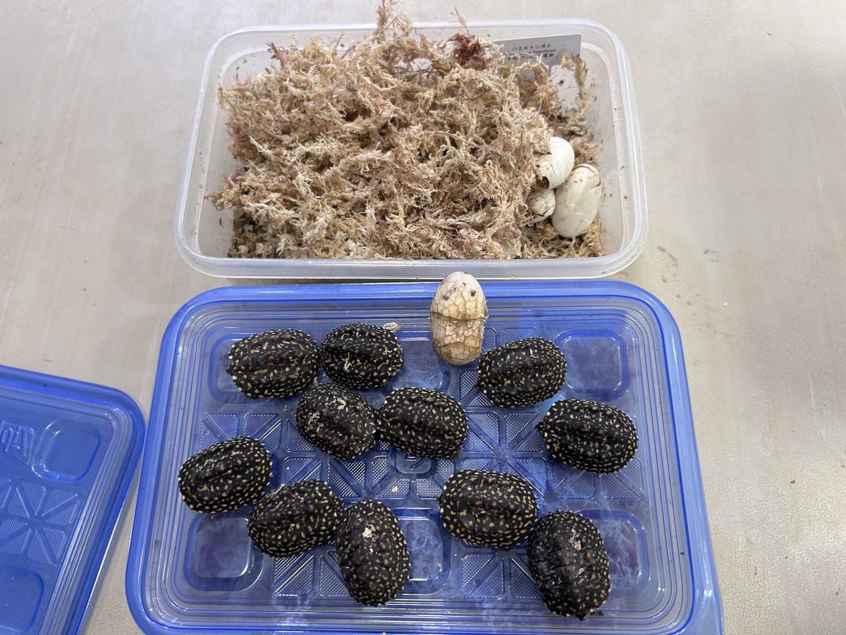 iZoo_iZoo_'s tweet image. iZooでは今年も希少種のハミルトンガメの繁殖に成功しました。
今回の卵は見つけてしまったので人工孵化です。
未発見の卵も今後、自然孵化してくると思います。