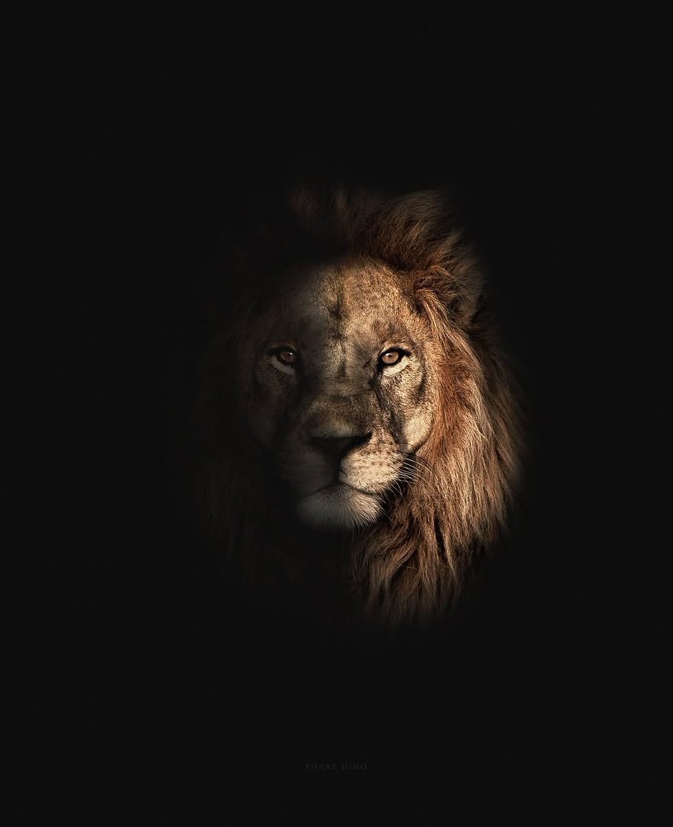 L'instant du Roi...❤️✨️🦁✨️❤️