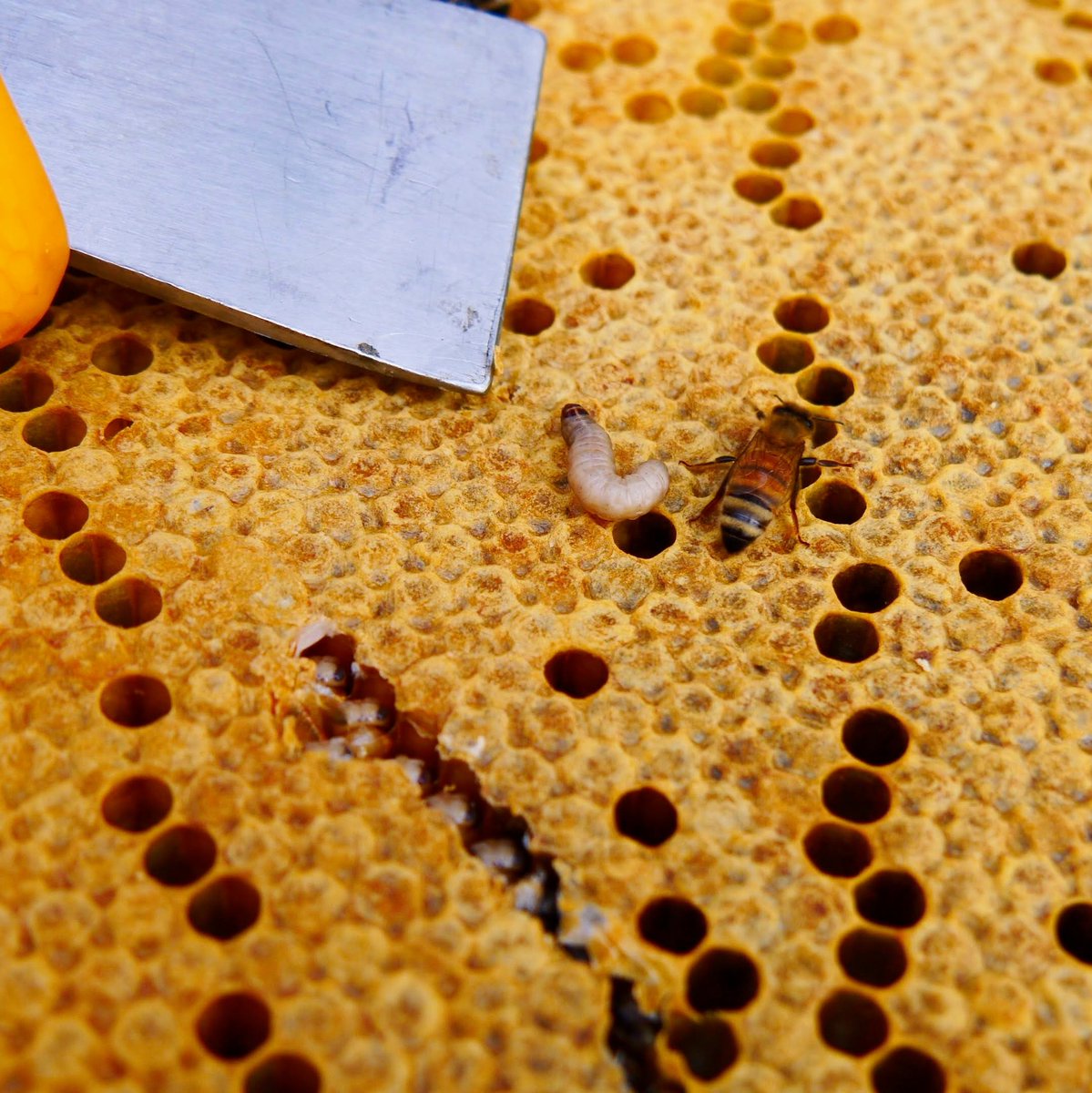 NorfolkHoneyCo's tweet image. Wax Moth larvae. 
#beekeeping #beekeepingtipsandtricks #beekeepinghowto #beehivepests