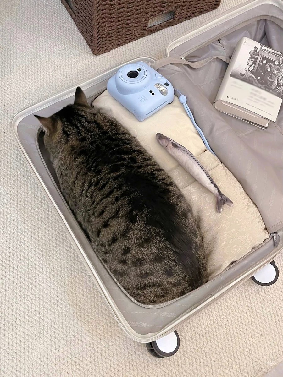 No Context Cats tweet media