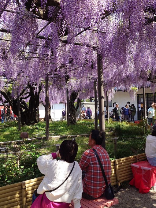 竹鼻別院の藤、
以前お迎えしたみるむ先生( @369rim )の作品で
圧倒的美しさに感動したテーマ

一度訪ねたかったのでようやく達成
多分この角度かな...? 