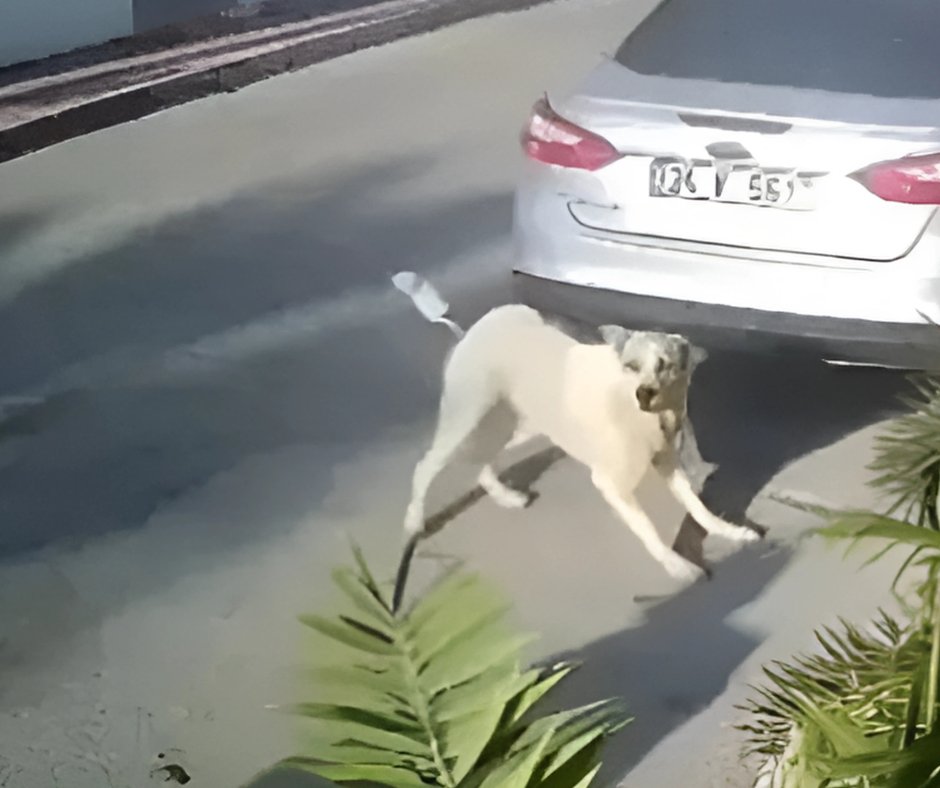 DogDeskAction's tweet image. Lady had been fed by kind people for 12 years 🇹🇷
Yesterday a retired police officer shot her because she was barking. She did not survive her injuries
When people rushed to the scene the shooter said "'I will shoot you all"
This violence needs to stop🙏…
