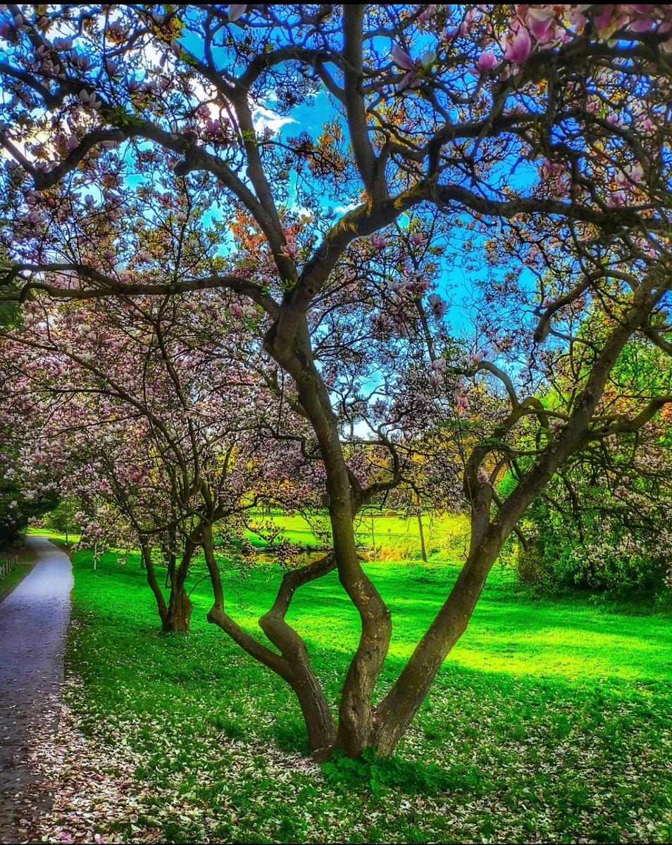 AntonPhoto777's tweet photo. #park #spring #prague #bluesky  #europe #CzechRepublic https://t.co/Sw6J6SSD8D