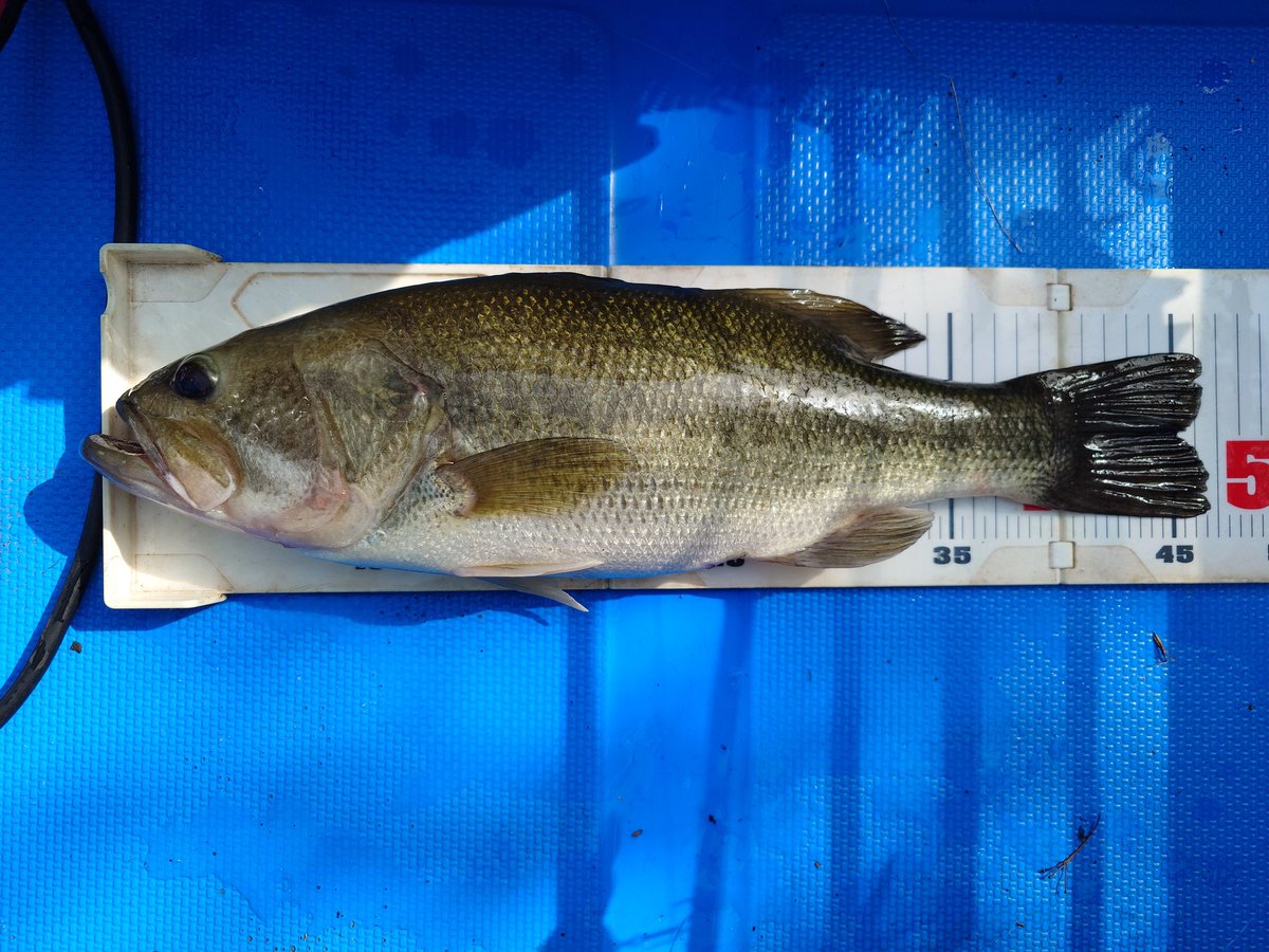 三島ダム　4月19日
計測写真
連敗阻止の一匹とはいえ、この日、丸一日やり切って、アタったのはコイツだけ。それも朝イチからやって15時頃。ほんと、紙一重。しびれました。
ゆーて、翌日のDAY2は、もはや安定のアタリ無し完デコw