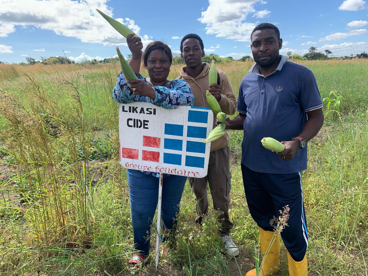 MichelMuvudi's tweet image. Le #GroupeCIDE Solidarité #Likasi vient de lancer la récolte de son premier projet d&apos;#économiecirculaire. 
Des tonnes de maïs et de Soja seront disponibles bientôt. Nous attendons les sites de vente. Notre #ambition : au moins 100 projets type en RDC d&apos;ici fin 2026.